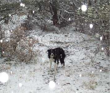 First Snow In The 2000-2001 Season!