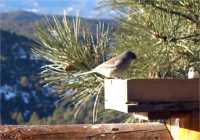 WolffBirds DarkEyedJunco small 1 1