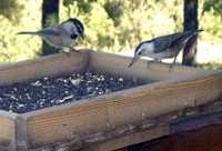 WolffBirds MtnChickadeeAndWhiteBreastedNuthatch small