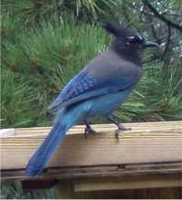 WolffBirds StellersJay small