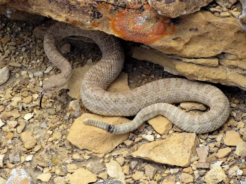 a western rattlesnake for blog