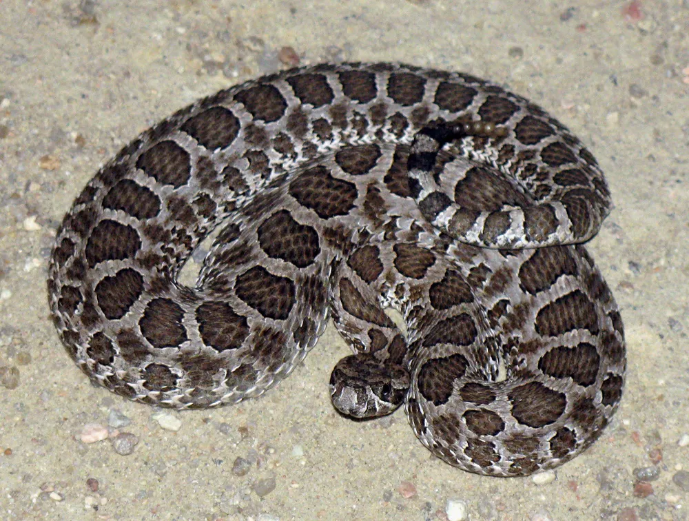 massasauga for blog