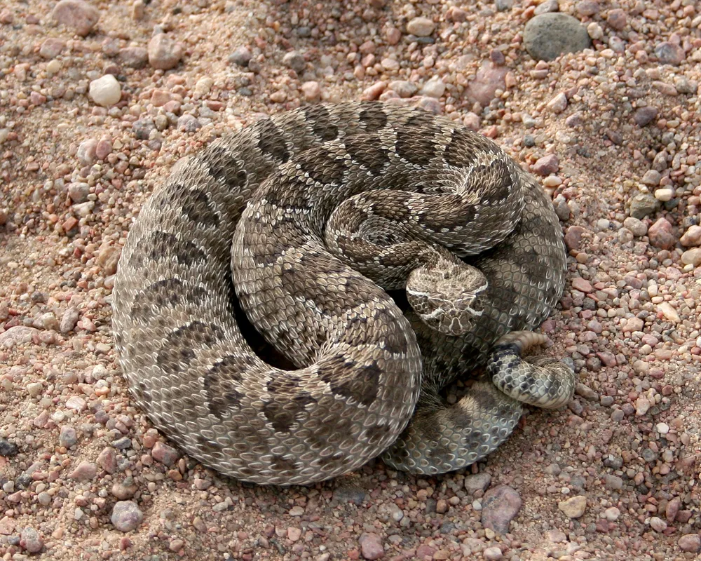 praire rattelsnake in morgan county