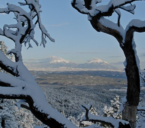 snow tree