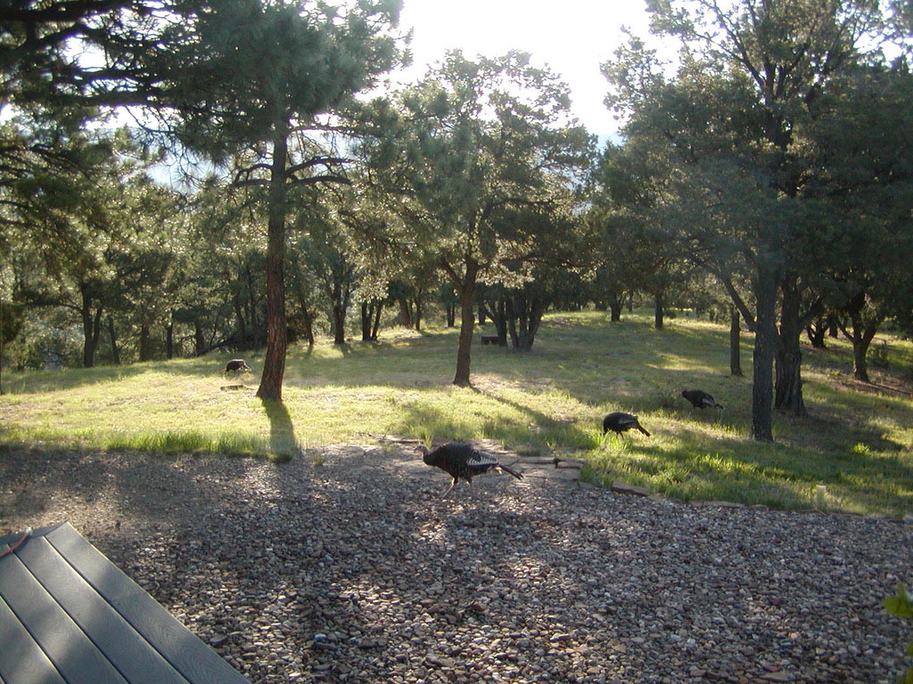 Scrub Oak and Locust - My Weed Formula